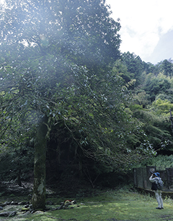 『世界文化遺産 醍醐寺山林』の植物調査2