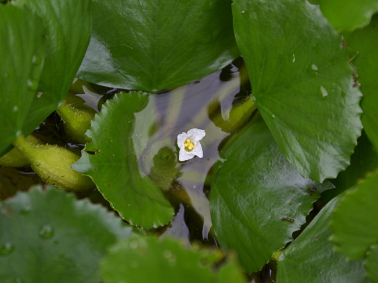 植物 ヒシ, 水草のヒシ – THYAJ