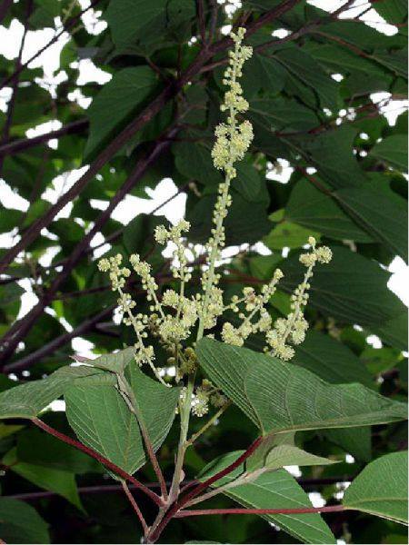 アカメガシワ | 山科植物資料館
