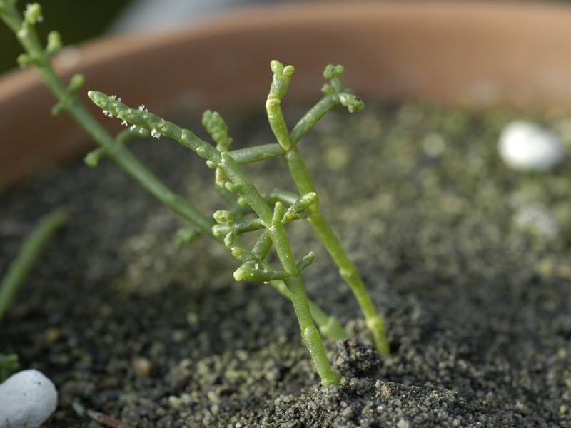 アッケシソウ 山科植物資料館