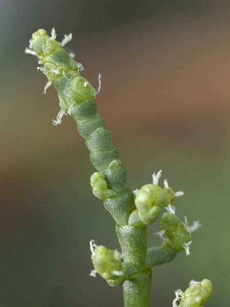 アッケシソウ 山科植物資料館