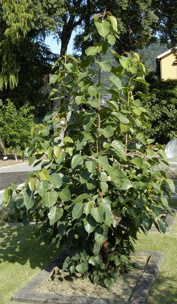 インドボダイジュ | 山科植物資料館