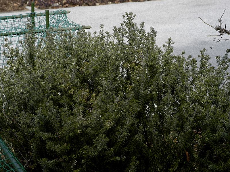 ウェストリンギア ロスマリニフォルミス ウェストリンギア フルティコサ 山科植物資料館