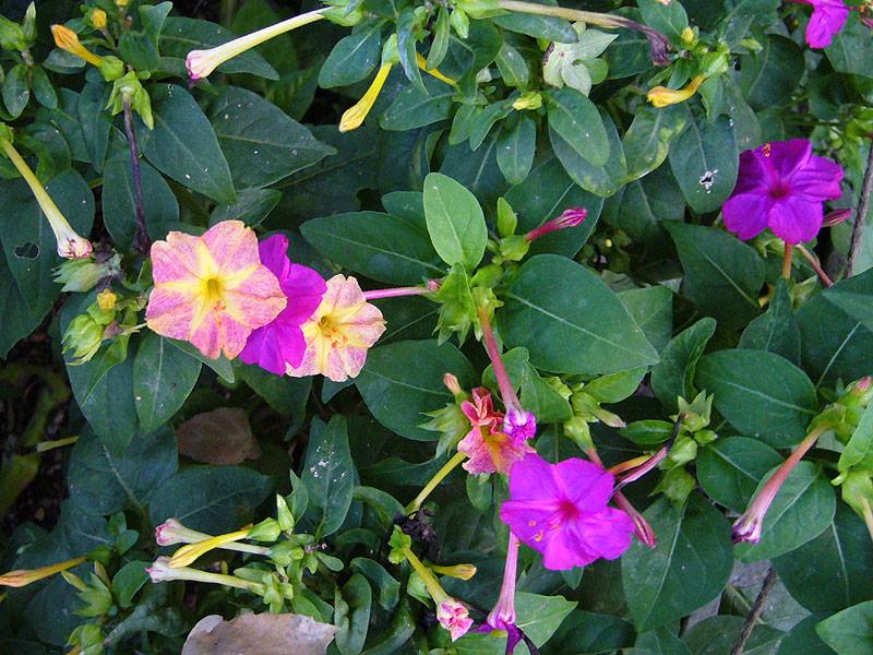 オシロイバナ 山科植物資料館