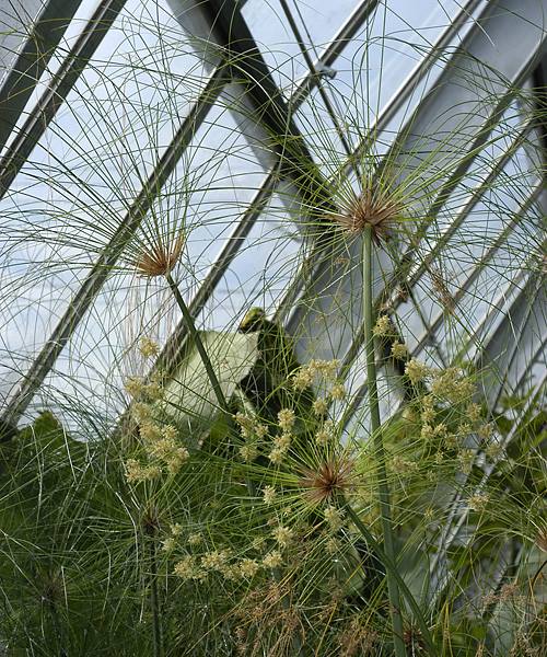 パピルス・シペラス(カミガヤツリ）大型観葉植物。インパクト大！実生。エジプト/ビオトープ/水生植物　レア物　陸送便のみ。　送料無料 カミガヤツリ | Cyperus papyrus | かぎけん花図鑑