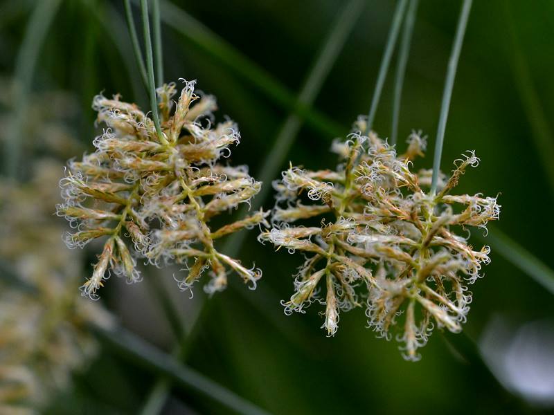 カミガヤツリ 山科植物資料館