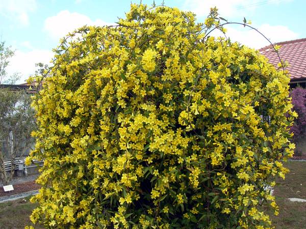 カロライナジャスミン | 山科植物資料館