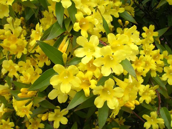 カロライナジャスミン | 山科植物資料館