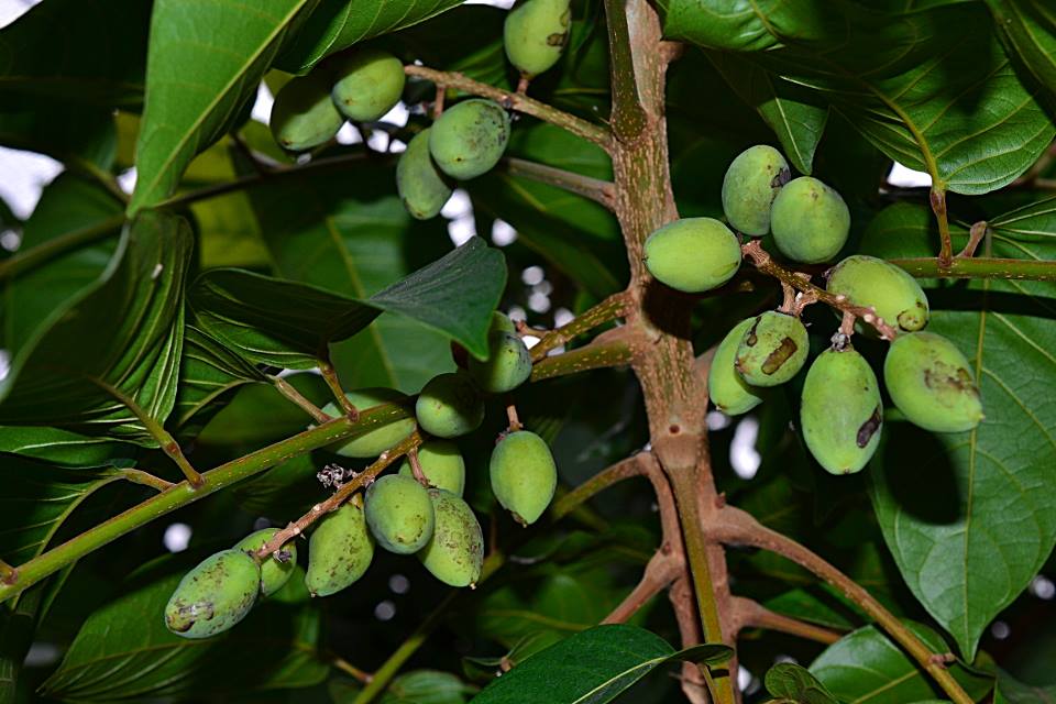 カンラン 山科植物資料館
