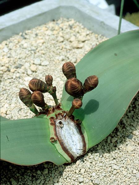 キソウテンガイ | 山科植物資料館 