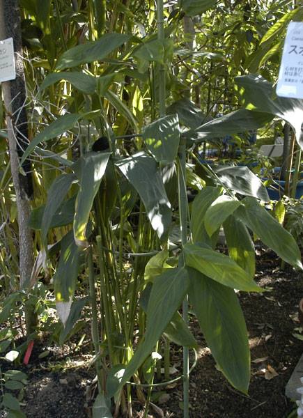 クズウコン 山科植物資料館