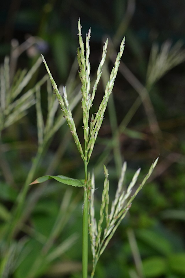 コブナグサ 山科植物資料館