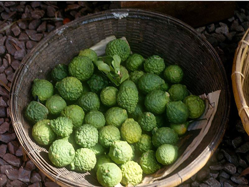 コブミカン 山科植物資料館