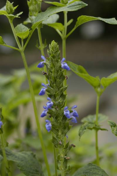 サルビア ヒスパニカ 山科植物資料館