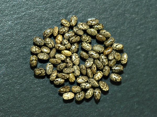 サルビア ヒスパニカ 山科植物資料館