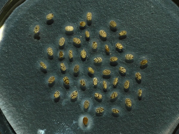 サルビア ヒスパニカ 山科植物資料館