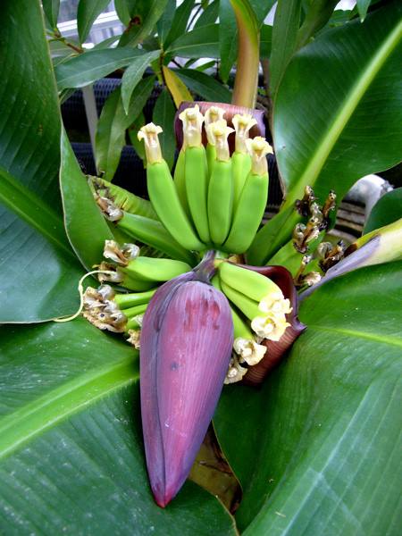 サンジャクバナナ | 山科植物資料館