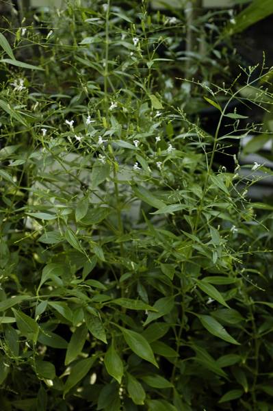 サンビロート 山科植物資料館