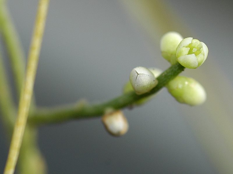 寄生植物 山科植物資料館