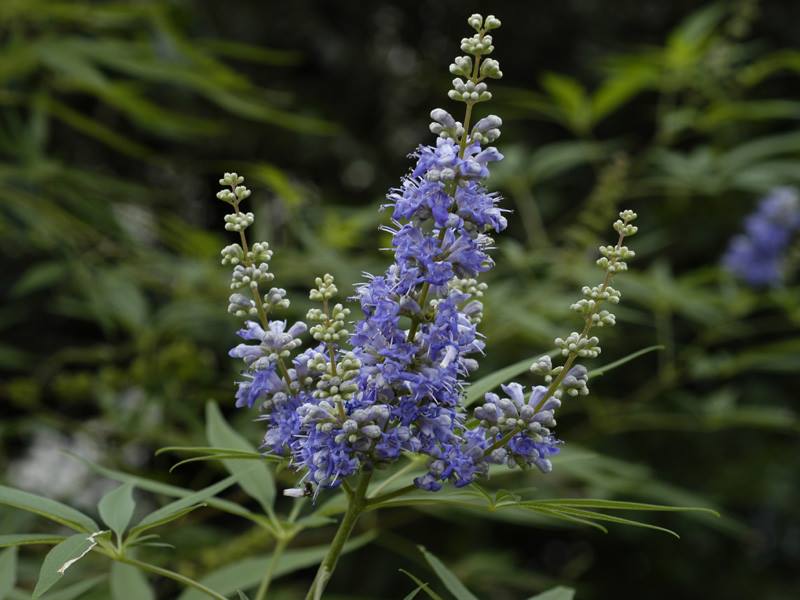 セイヨウニンジンボク 山科植物資料館