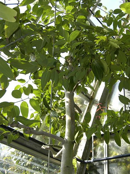 セイロンニッケイ | 山科植物資料館