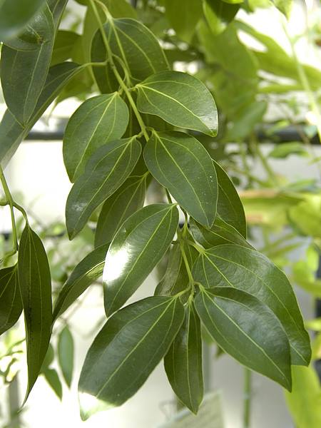 セイロンニッケイ | 山科植物資料館