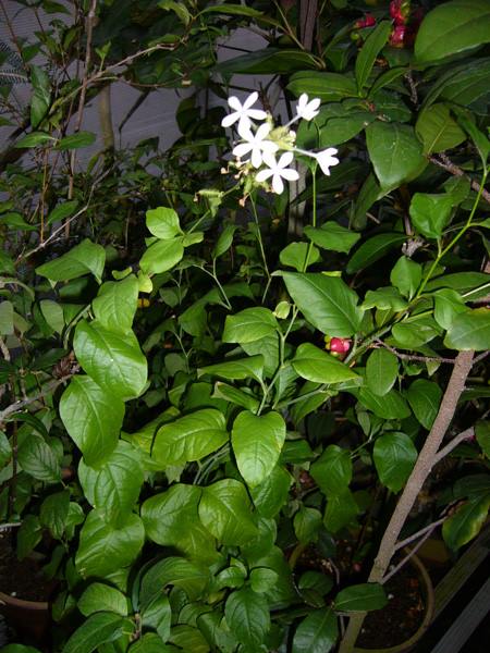 セイロンマツリ 山科植物資料館 セイロンマツリ 山科植物資料館