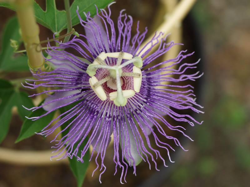 チャボトケイソウ 山科植物資料館