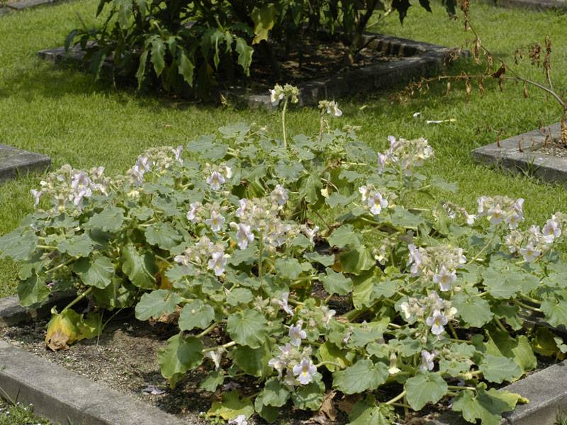 ツノゴマ 山科植物資料館