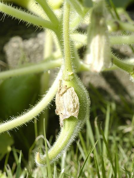 ツノゴマ 山科植物資料館