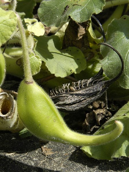 ツノゴマ 山科植物資料館