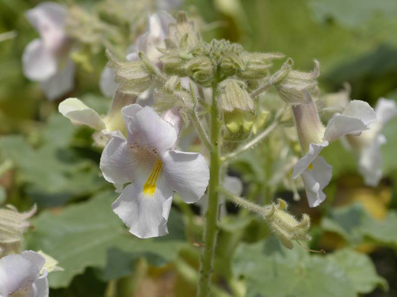 ツノゴマ 山科植物資料館