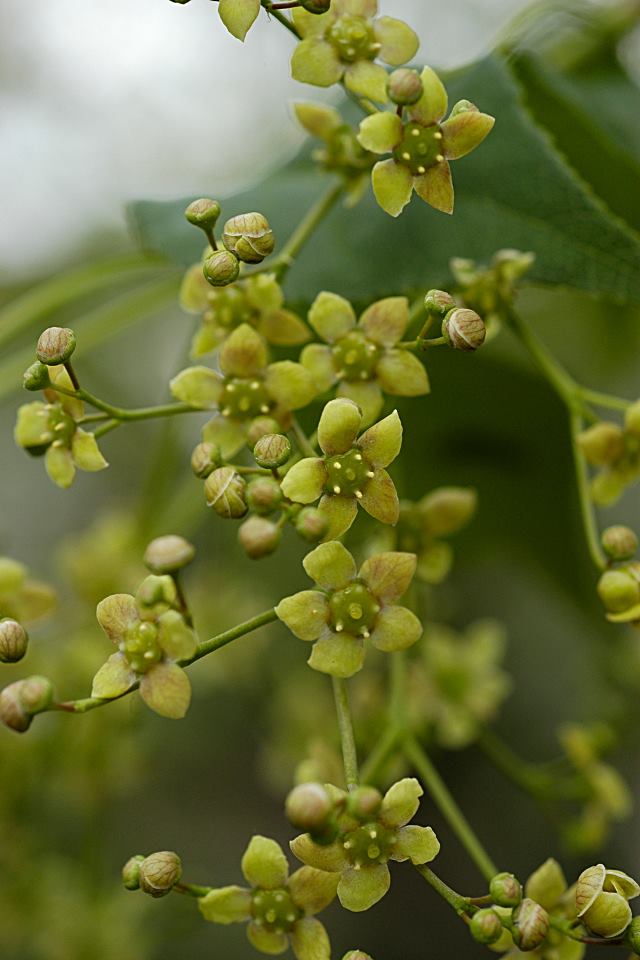 ツリバナ | 山科植物資料館
