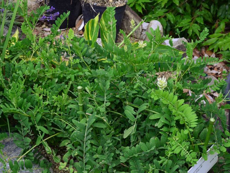 トラガカントゴムノキ 山科植物資料館