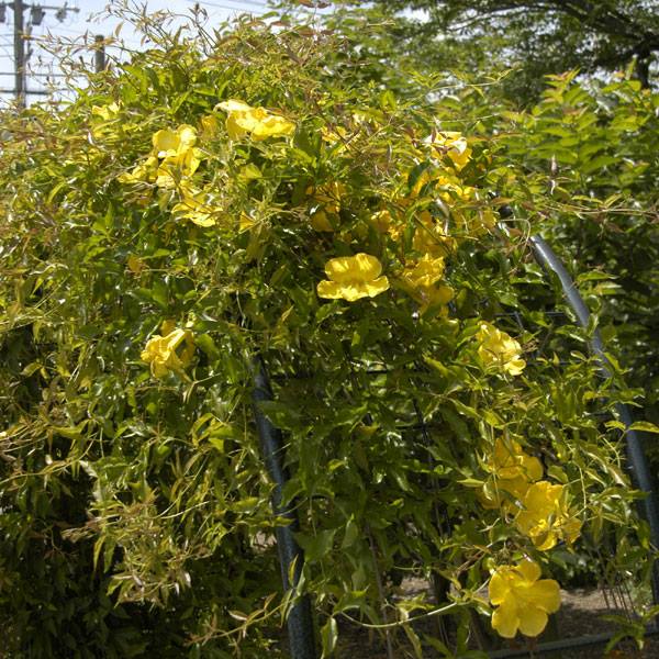 ネコノツメ 山科植物資料館