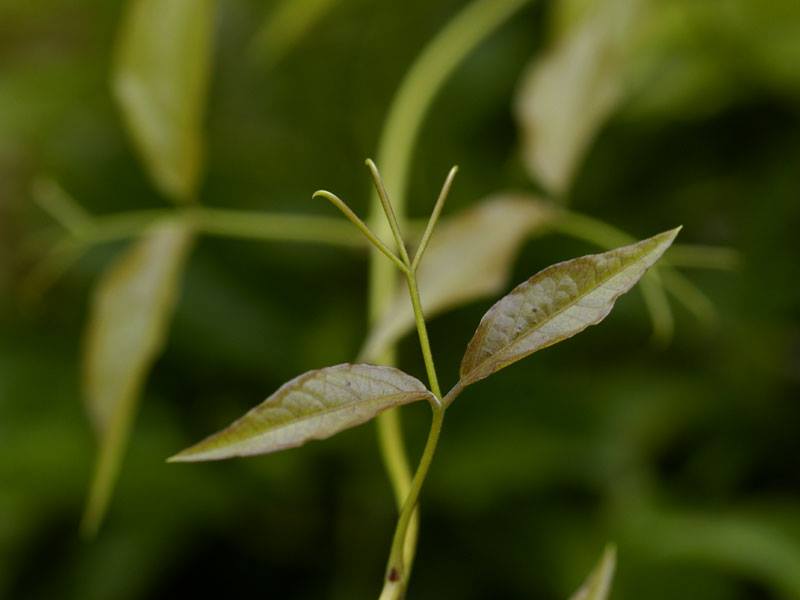 ネコノツメ 山科植物資料館