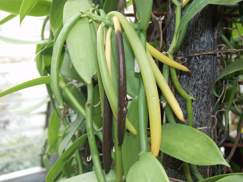 バニラ 山科植物資料館 バニラ 山科植物資料館