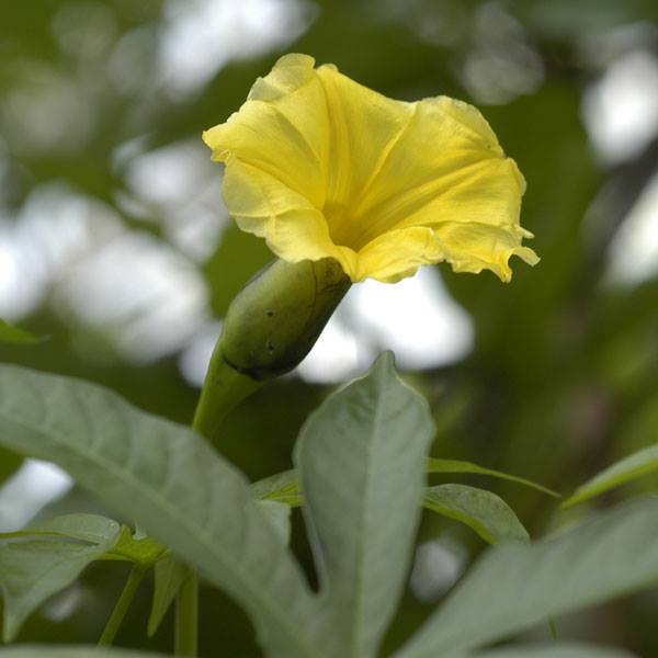 バラアサガオ ウッドローズ 山科植物資料館