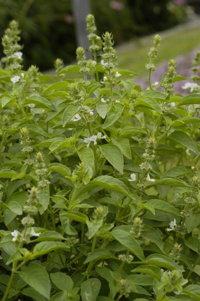 ヒメボウキ 山科植物資料館