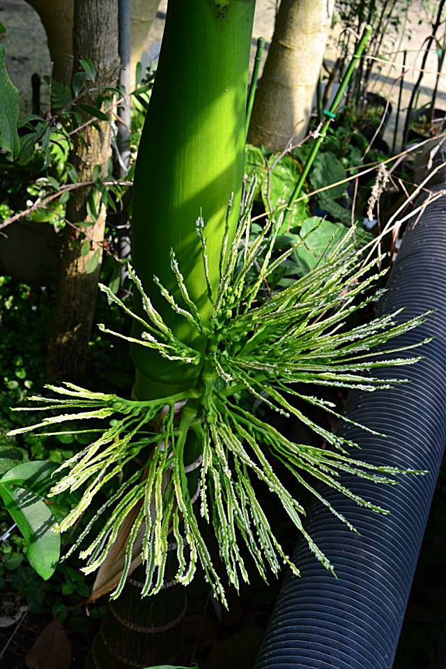 ビンロウ 山科植物資料館