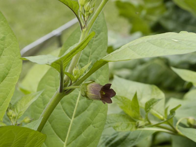 belladonna 