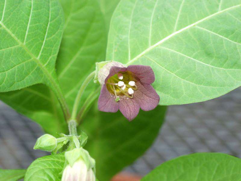 belladonna ベラドンナ | 山科植物資料館