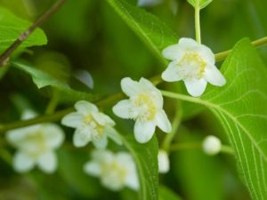 マタタビ 山科植物資料館