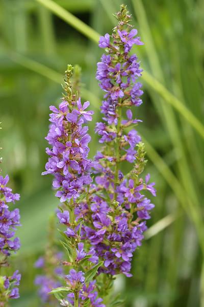 ミソハギ 山科植物資料館