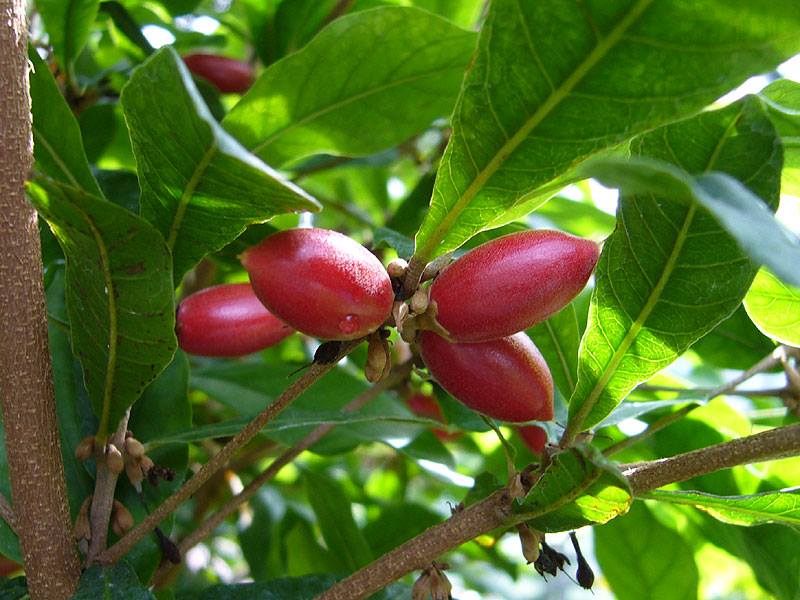 ミラクルフルーツ | 山科植物資料館