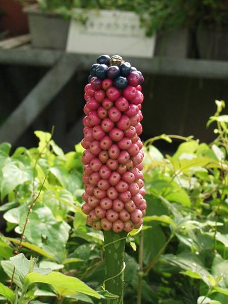 45 山野草　熱帯植物　テンナンショウ【超小型のコンニャク　Amorphophallus ongsakulii 苗】 桃色テンナンショウ 3.5号（10.5cmポット） 山野草 | 石田精華園　店