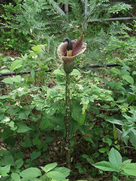 45 山野草　熱帯植物　テンナンショウ【超小型のコンニャク　Amorphophallus ongsakulii 苗】 桃色テンナンショウ 3.5号（10.5cmポット） 山野草 | 石田精華園　店