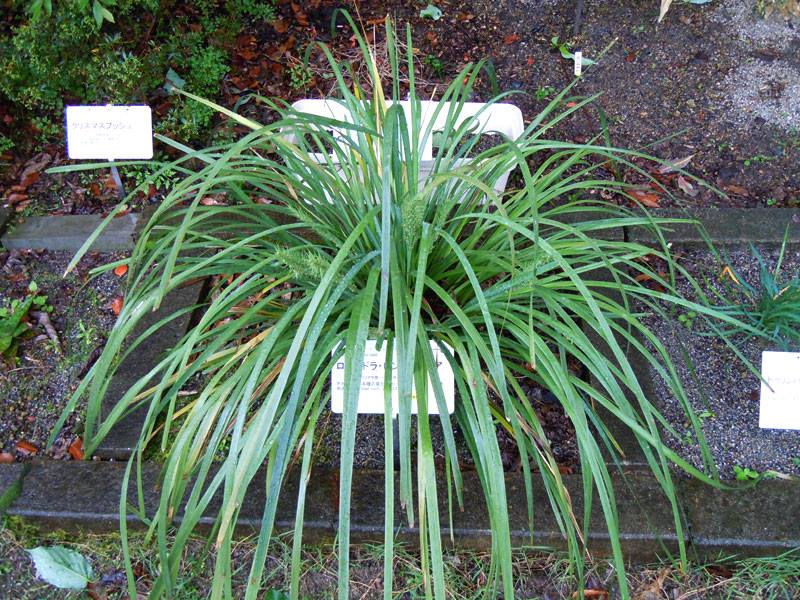 ロマンドラ・ロンギフォリア | 山科植物資料館