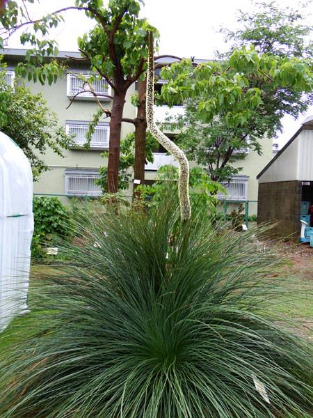 ロマンドラ・ロンギフォリア | 山科植物資料館