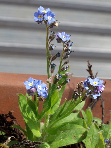 ワスレナグサ シンワスレナグサ 山科植物資料館